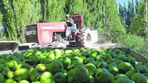 Fruticultura: expectativa empresarial por la recuperación de la exportación al mercado ruso
