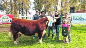 Rural de Conesa: el mejor Hereford es de Patagones
