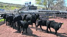 Imagen de Río Negro tiene el mayor crecimiento de stock bovino en el país