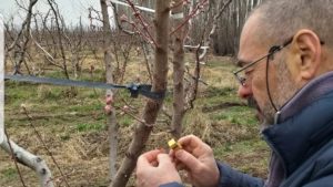 En imágenes: así verifican daños en frutales por heladas