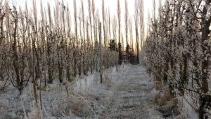 Productores frutícolas esperan otra helada fuerte esta noche