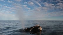 Imagen de Las Grutas: cuando las ballenas te avistan a vos