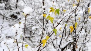 Una nevada despide el invierno en Bariloche