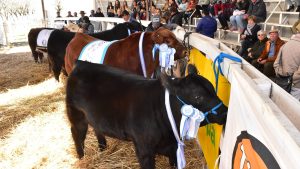 Arranca en Río Colorado el circuito de Expo rurales de Río Negro
