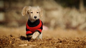 Pronóstico: Otro martes nublado y frío en la región