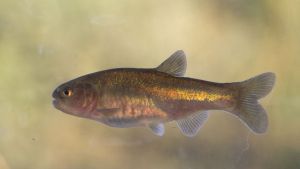 Al rescate de la mojarra desnuda: así trabajan para evitar su extinción