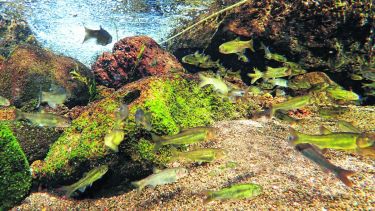 Cardumen de mojarras en las oxigenadas y cristalinas aguas del arroyo Valcheta, Fotos de Hernán Povedano y Sofía Quiroga