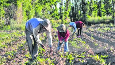 Unas 150 familias de origen boliviano producen hortalizas en Río Colorado y venden en ferias y comercios. (Foto: Jorge Tanos)