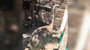 Rescataron a un choique que estaba en el patio de una casa en Cutral Co