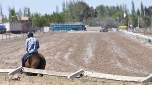 Maltrato animal: la fiscalía acusó a un jockey y al dueño del caballo «Milito» en Neuquén