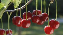 Imagen de Coronavirus: exportadores de cerezas pierden 4 millones de dólares por ventas en China