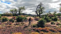 Imagen de Los guardianes del sauce nativo, la especie que peligra en la Patagonia