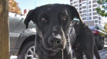 Imagen de Se viene un festival a puro rock para ayudar a los perros callejeros en Roca