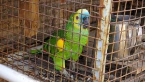 Le encontraron loros y cardenales en cautiverio, ahora deberá donar dinero a la dirección de Fauna