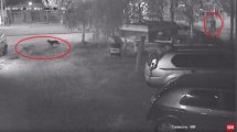 Imagen de Hombre que ataca a animales tiene en alerta a los vecinos de Cipolletti