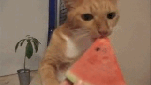 Pronóstico: te anticipamos cómo estará este jueves en la región