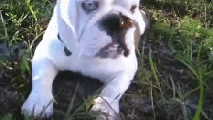 Pronóstico: las nubes no esconden la primavera este jueves