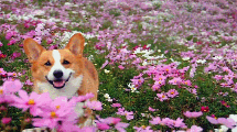 Imagen de Primavera: ¿cómo estará el tiempo en la región?