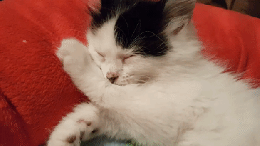 Pronóstico: así arranca este lunes en la región