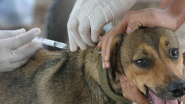 Mañana martes se reaizará el operativo de vacunación antirrábica en el barrio Villa Los Coihues en Bariloche. Archivo