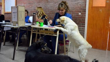 Los perros también tuvieron su participación. Foto: Marcelo Ochoa.