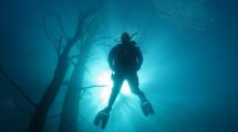 Imagen de Cinco paraísos para descubrir el buceo en la Patagonia