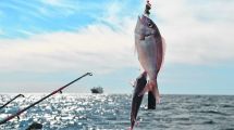 Imagen de Secretos de pesca en El Cóndor, San Blas y el golfo San Matías