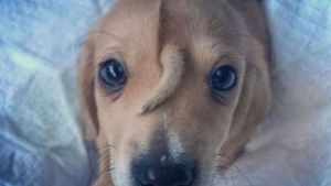 El cachorro con dos colas que causa furor en las redes