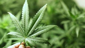 Cannabis recreativo: ¿Qué opinás?