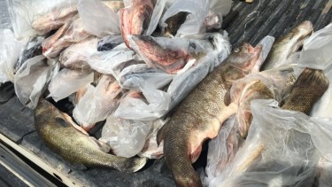 La mercadería fue encontrada en la caja de un a camioneta.  Foto: Gentileza