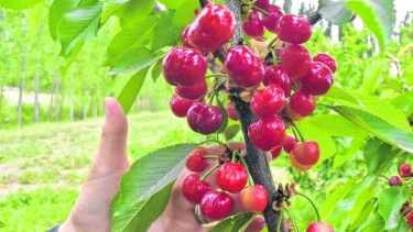 Chacareros molestos por el robo de fruta en Río Colorado
