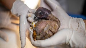 Nacieron las dos pichonas de Cóndor que fueron  incubadas de forma artificial