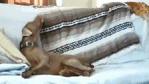 Pronóstico: no sabemos si es lunes de primavera o de otoño en la región