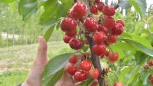 Preocupa en Río Colorado el robo de frutas para el «mercado negro»