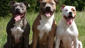 ¿Perros peligrosos o manos inadecuadas a la hora de adiestrarlos?