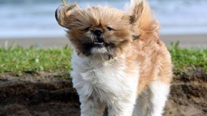El viento se queda un fin de semana más en la región
