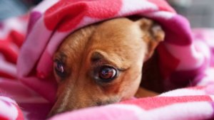 Mascotas y pirotecnia no son compatibles