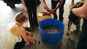 Cutral Co: tiraron al tacho más de veinte kilos de pirotecnia