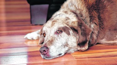 Qué cuidados tener en cuenta para mascotas adultas. 