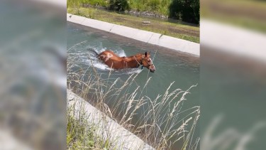 El caballo quedó atrapado en el canal de riego en Vista Alegre Norte. Foto: Facebook @miguel.dangelo.79