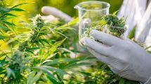 Imagen de Cannabis medicinal: una herramienta que se abre paso entre mitos y prejuicios