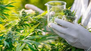 «Haremos todo para que la industria del cannabis nazca», dijo el ministro de Desarrollo Productivo