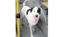 Imagen de Roca: este perro viajó en colectivo buscando a su dueño entre los pasajeros