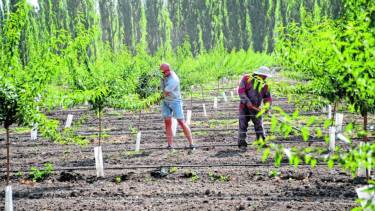 Recambio en las chacras. Los frutos de pepita dan paso a los cultivos secos como las almendras, nueces y otras variedades.  Foto: Gentileza.