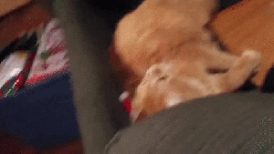 Pronóstico: así se asoma el verano a la región