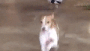 Pronóstico: ¿Mesa afuera o mesa adentro? Te contamos cómo estará la nochebuena