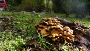 Sospechan que un hombre murió en Bariloche por el consumo de hongos