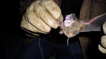 Imagen de Encontraron un murciélago moribundo en Villa la Angostura: recomendaciones