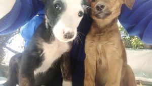 Piedra del Águila: dueño fue multado por abandonar a sus perros