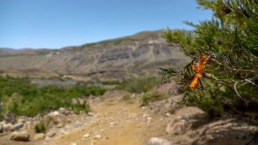 Buraleo, el paraíso casi desconocido del norte neuquino y sus flores silvestres. 